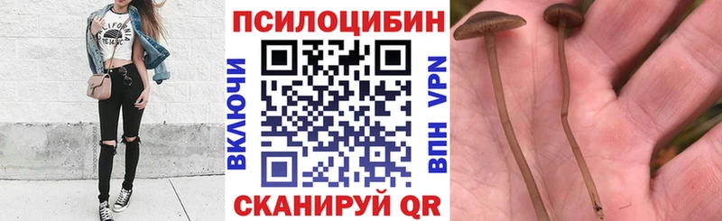 MEGA как войти  Сибай  Псилоцибиновые грибы Psilocybine cubensis 